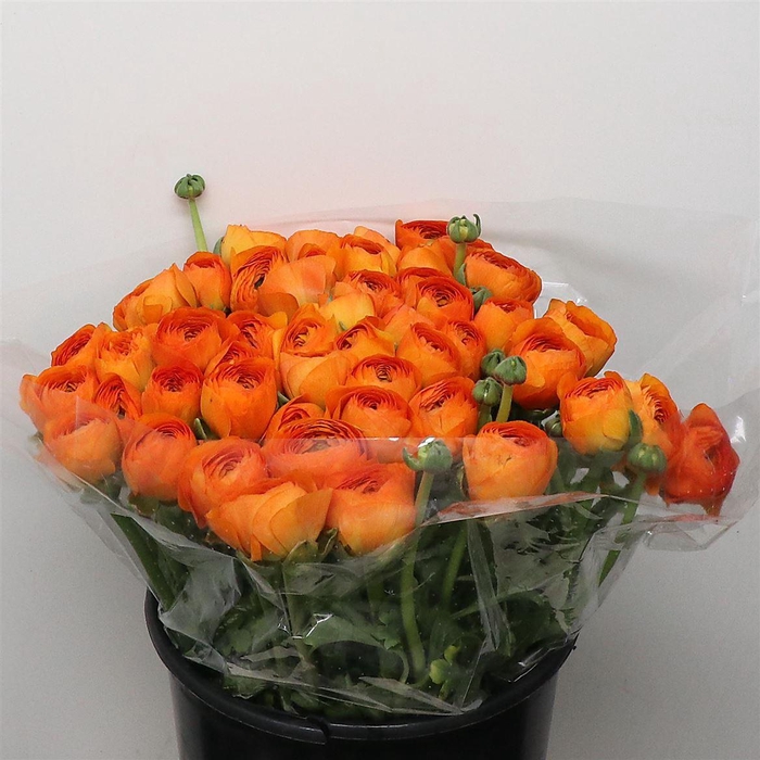 <h4>Ran Su Sr Lambada Orange I</h4>