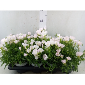 Oenothera fruticosa