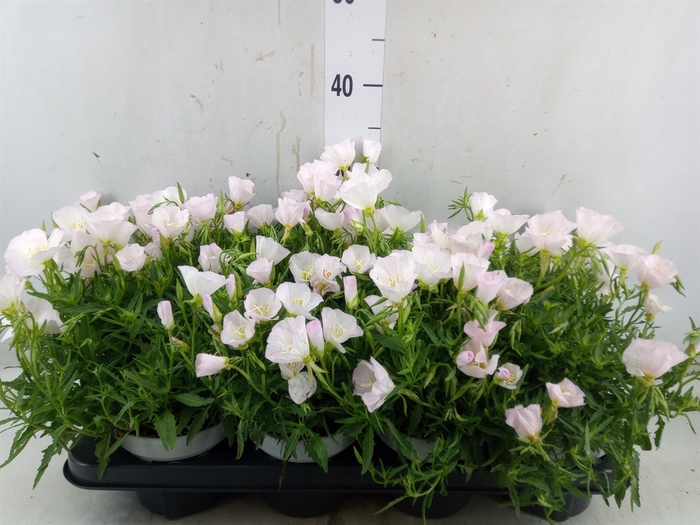 <h4>Oenothera fruticosa</h4>