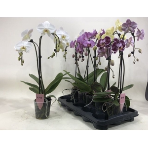 PHAL GEM
