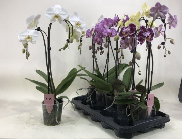 <h4>PHAL GEM</h4>