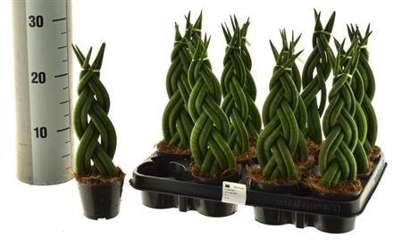 Sansev Cylindrica Ov