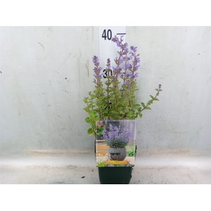 Nepeta faassenii