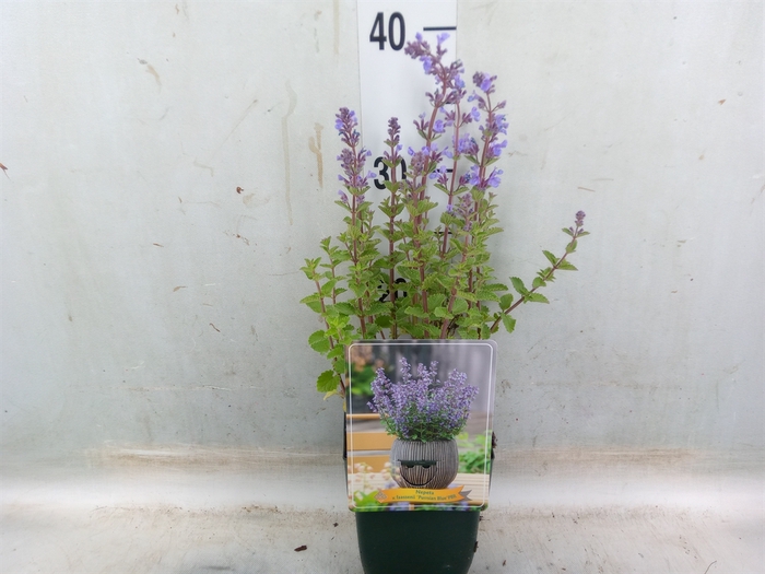 <h4>Nepeta faassenii</h4>