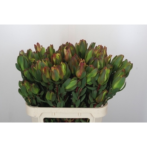 Leucadendron Laurel Yellow Spray