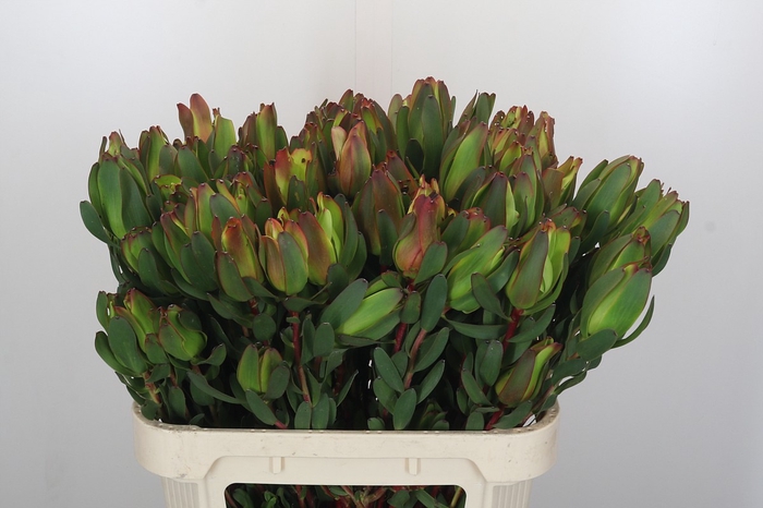 <h4>Leucadendron Laurel Yellow Spray</h4>