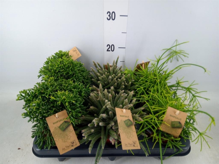 <h4>Rhipsalis   ...mix</h4>