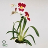 MILTONIOPSIS OV