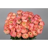 Ranunculus Clooney Venere Extra