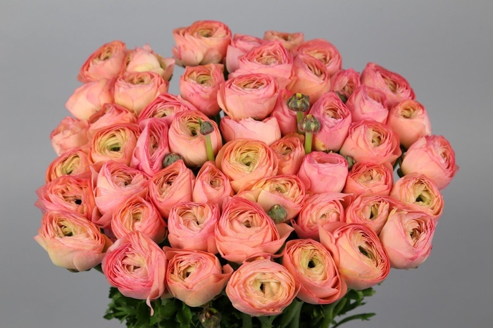 Ranunculus Clooney Venere Extra