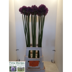 ALLIUM STATOS
