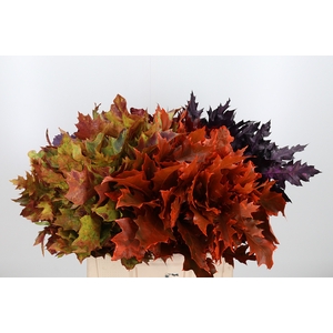 Quercus Kl Bh Herfst Mix