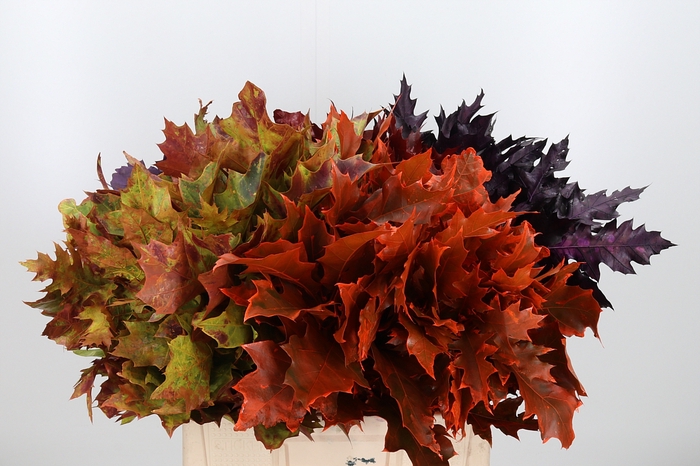 <h4>Quercus Kl Bh Herfst Mix</h4>