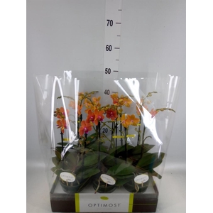 Phalaenopsis multi. 'Paprika'