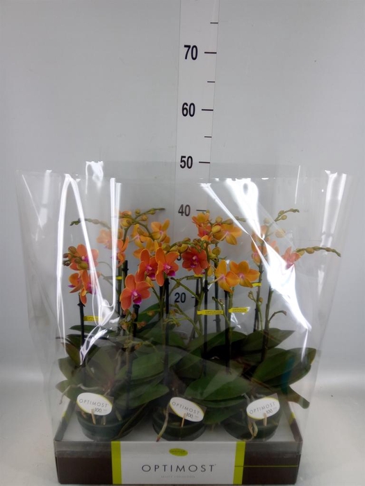 <h4>Phalaenopsis multi. 'Paprika'</h4>