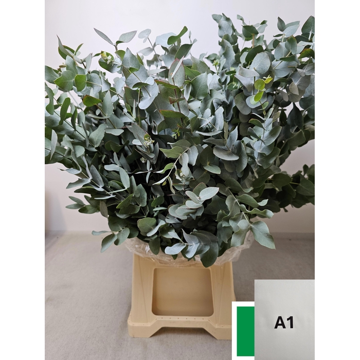 <h4>EUC CINEREA PB</h4>