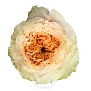 R GR CRYSTAL FLAME Tessa