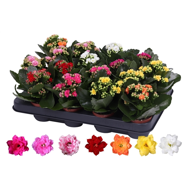 <h4>Kalanchoe Rosalina 07cm mix, zonder hoes</h4>