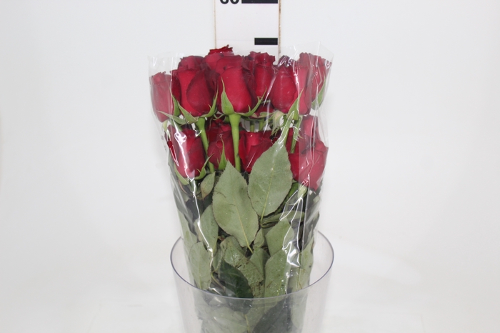 <h4>ROSA SAMOURAI 050 CM ESTUFA</h4>
