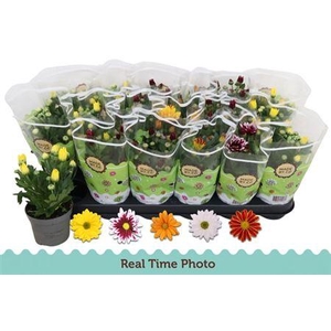 Chrysant Classic 5 Kleuren Mix