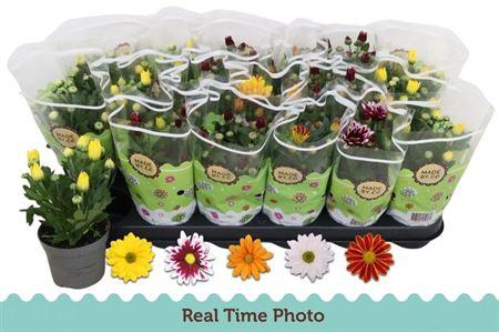 <h4>Chrysant Classic 5 Kleuren Mix</h4>