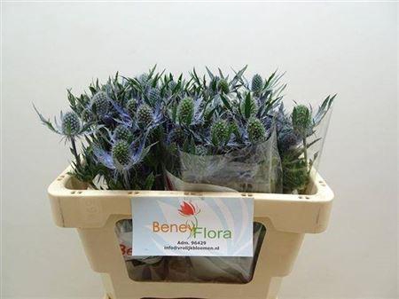 <h4>Eryngium Blue Lagoon 50cm</h4>