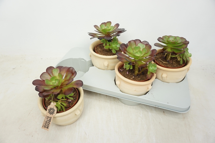 <h4>AEONIUM AB VELOURS</h4>
