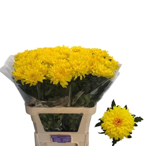 Chr G Ye Dark Yellow