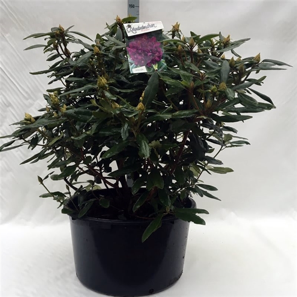 <h4>Rhodo. 'Marcel Menard' dark purple</h4>