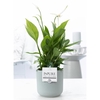 Spathiphyllum in P&PURE Sophie ceramics green