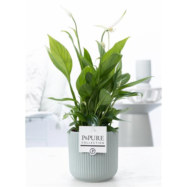 Spathiphyllum in P&PURE Sophie ceramics green