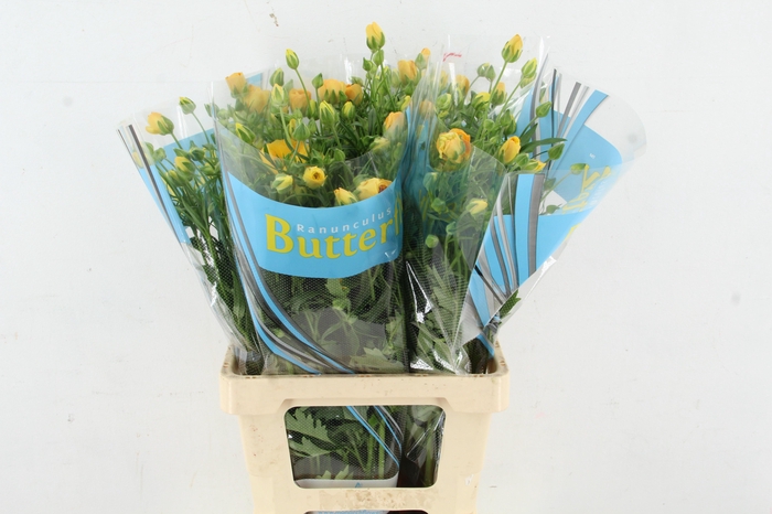 <h4>RAN BUTTERFLY DIONE</h4>