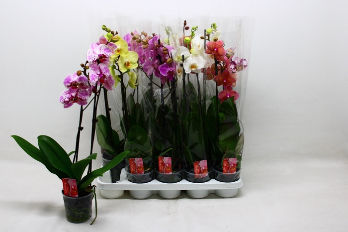 <h4>PHAL GEM 7 KL</h4>