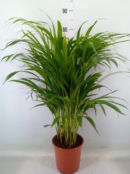 <h4>Dypsis lutescens ...Chrysalidoca</h4>