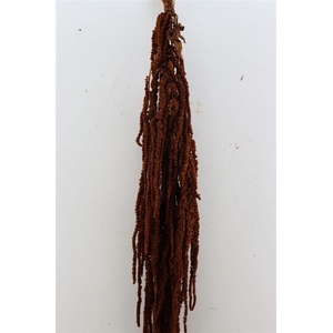 Pres Amaranthus Caud Brown Bunch