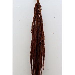 Pres Amaranthus Caud Brown Bunch