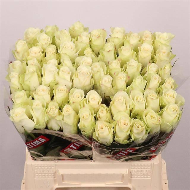 <h4>R GR ATHENA</h4>