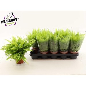 NEPHR EX BOS BL BELL