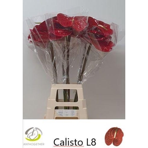 ANTH A CALISTO 20 XXL