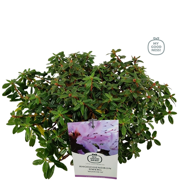 <h4>Rhododendron 30-35 /2 liter 'Imp. Moerheim' dwerg</h4>