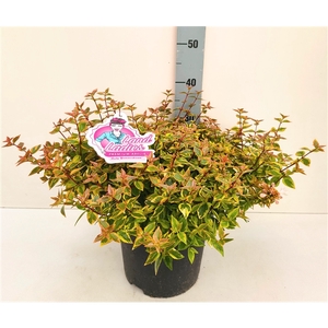 Abelia Lady Summerdream 26T