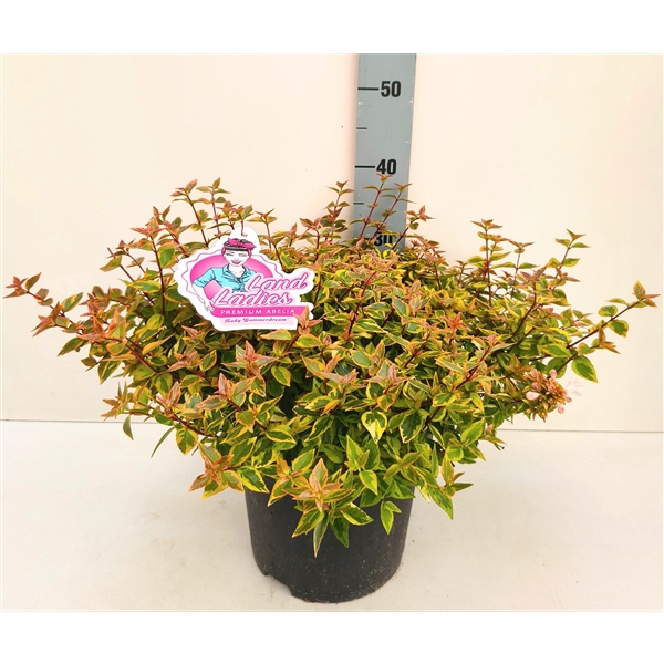 <h4>Abelia Lady Summerdream 26T</h4>