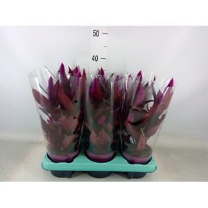 Celosia spic. 'Mystic Shades'
