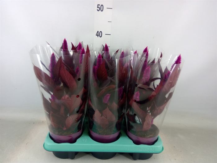 <h4>Celosia spic. 'Mystic Shades'</h4>