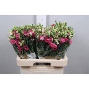 Eus G Rosi Hot Pink