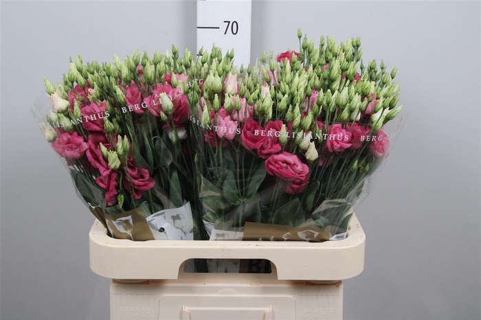 <h4>Eus G Rosi Hot Pink</h4>