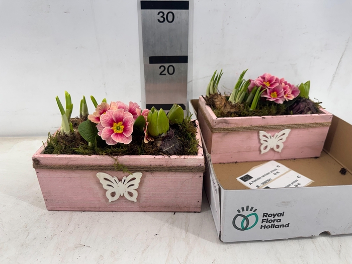 <h4>ARR PL IN SCHAAL</h4>