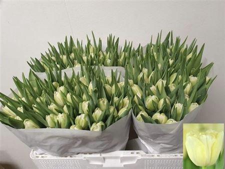 <h4>Tu Du Avant Garde</h4>