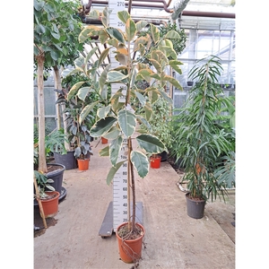 Ficus Elastica Tineke op stam 250