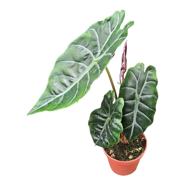 <h4>Alocasia Chantrieri</h4>